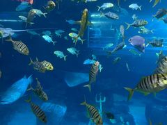 -太平洋海底世界