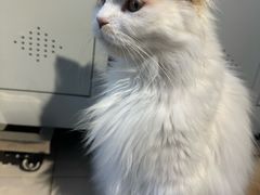 -平行世界·猫咖(首经贸店)