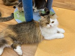 -COLOR PETS 撸猫馆·购猫·猫咖(长风大悦城店)