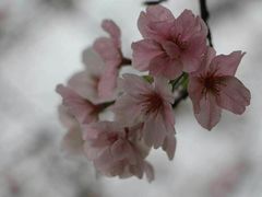 -天适樱花悠乐园