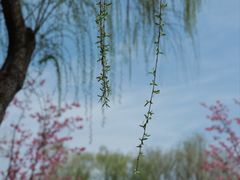 -顾村公园