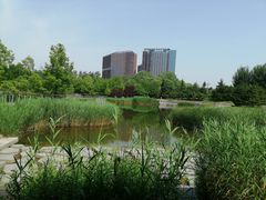 -大望京公园