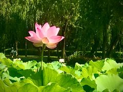 -莱西月湖公园