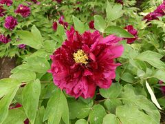 -莲花池公园