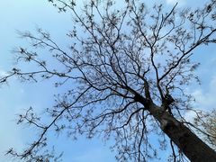 -桃花堤公园