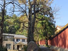 -天目山大树王景区