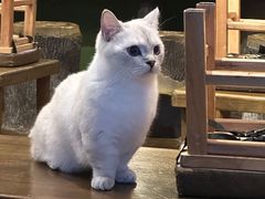 -猫猫幼稚园·撸猫·桌游·电玩