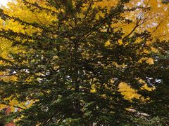 -北海道厅旧本厅舍(旧本庁舎)