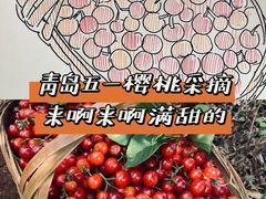 -北宅大永樱桃采摘基地(崂山总部)