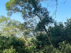-深圳仙湖植物园