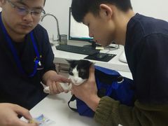 -伟伟宠物医院·瑞派猫友好医院·猫科(光谷店)