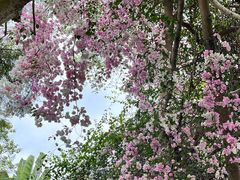 -深圳国际园林花卉博览园