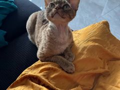 -山宅一喵德文卷毛猫舍
