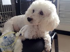 -美联众合动物医院·24h京西诊疗中心