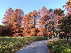 -上海滨江森林公园