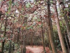 -大罗山风景区