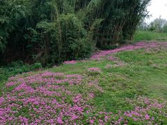 -白鹭湾湿地公园
