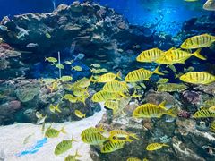 -海合安成都极地海洋公园