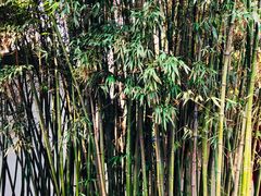 景点-包公祠
