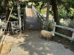 -神户市立六甲山牧场