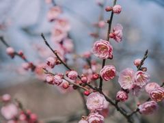 -梅花山(明孝陵内)