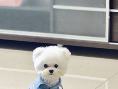 -帕帕拉兹宠物(亚洲旗舰店)