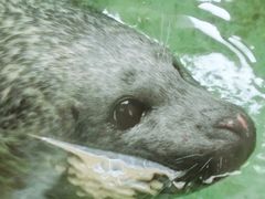 -青藏高原野生动物园