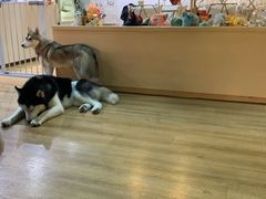 -Husky Go! 哈士奇体验馆·宠物咖啡厅狗咖