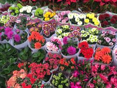 -秦美花卉(天朗·莱茵小城2期店)