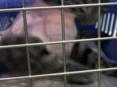 -纳吉亚猫专科动物医院·北北分院