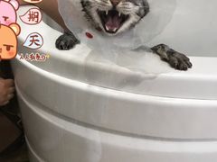 -Double Rui宠物酒店