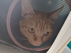 -乐琪宠物医院·犬猫专科·骨外科·急重症