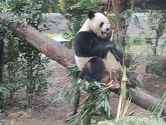 -成都动物园