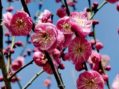 -花开海上生态园