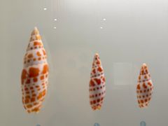 -青岛贝壳博物馆