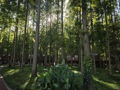 -黄海国家森林公园