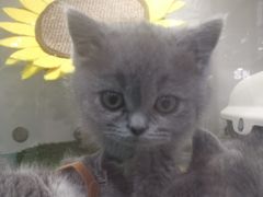 -糯米喵星人·撸猫猫舍咖啡馆(西市场嘉华店)