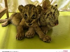 -北京野生动物园