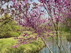 -合肥滨湖国家森林公园