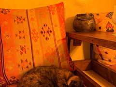 -Sirena海妖日咖夜酒