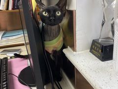 -宠颐生宠物医院·心肾内科·猫专科诊疗中心宠巢店