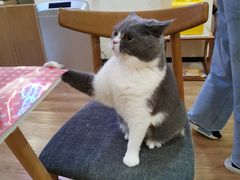-滚猫咖啡·猫咖·猫友好撸猫(未来城店)