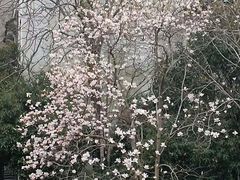 -八大山人梅湖景区