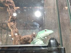 -酷以爬仙阁实体爬宠店·守宫·蜥蜴·专业繁育