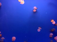-乌鲁木齐海洋馆