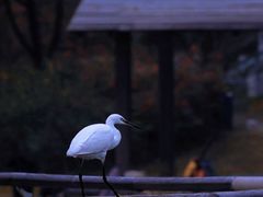 -贡湖湾湿地公园