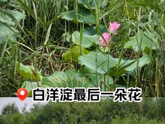 -白洋淀景区