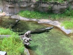 -奥兰多迪士尼动物王国乐园