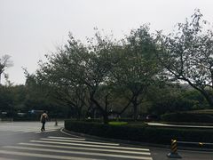 -武汉大学-樱园