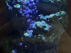 -青岛德国总督楼旧址博物馆